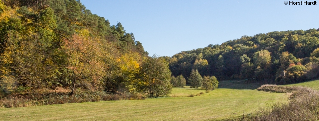 Foto des Baches mit dem Waldstück
